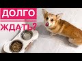 РАБОТАЮ над выдержкой собак! 😲Семейный выходной/ Вкусная СКУМБРИЯ! 2 рецепта от папы🧅