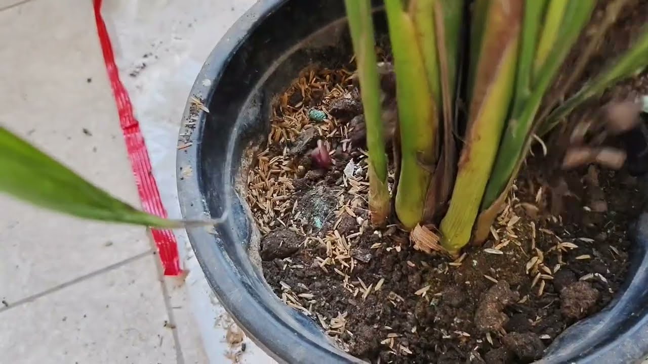 Areca Palm Transplanting | ऐरिका पाम रिपोटिंग 