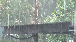 Heavy Rain | Rain Sound For Sleeping On The Roof Tiles with Wind Thunder And Strom For Relaxing