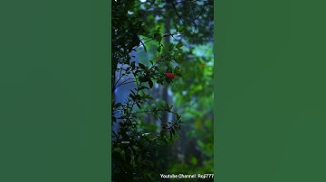Thumbnail of Hi Nanna Silent Conversation Ringtone