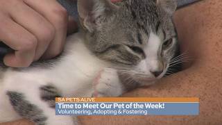 Meet Our Mischievous Pet of the Week Looking for a Forever Home