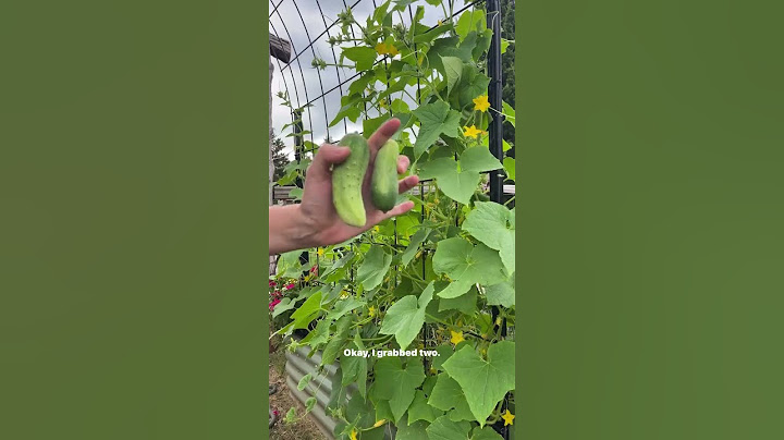 Summer Herb Harvest | Tomato Troubles | Gardening in Wet Oklahoma Weather | Zone 7 Tips