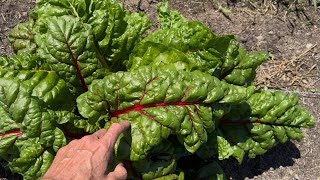 Full garden tour.. after severe rain events and crazy heat waves..