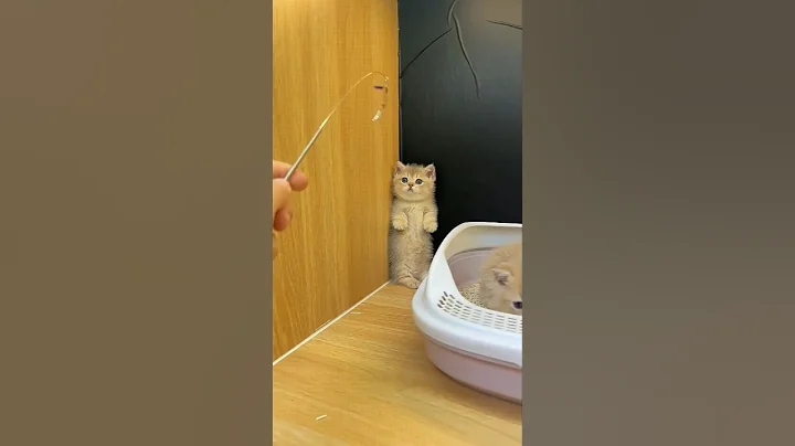 Cutest Kitten Moment Ever ❤️🐾#shorts #shortvideo #cat #cute #cutecat #funny #thesdcanimals