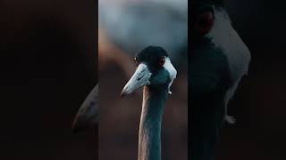 #12 Red Crowned Crane With Outstanding Plumage #animal #discovery #discoverychannel #animals