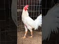 Beautiful rooster Qa:206