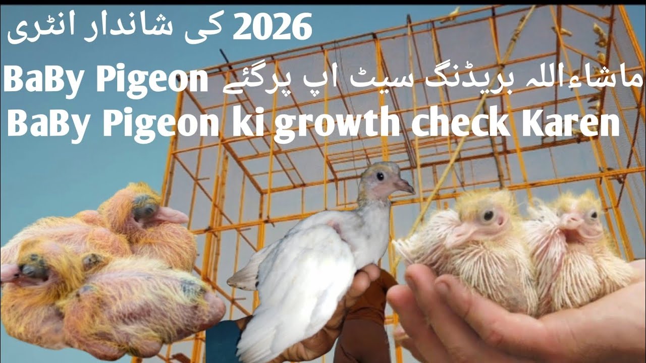 2026 New Entry MashaAllah | Visited Breeding Setup | Baby Pigeons Growth Check 🕊️ Mughal pigeon club