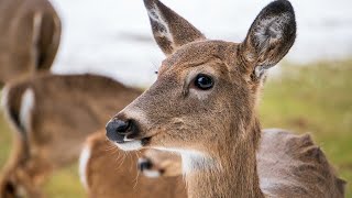 A Deer Migration You Have to See to Believe These Wonderful Creatures Of Ours