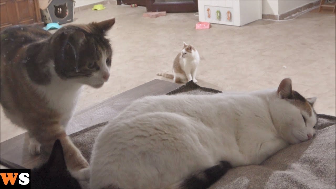 Cat Surprise GIF - Cat Surprise What - Discover & Share GIFs