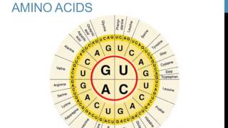 Replication, Transcription, And Translation Practice