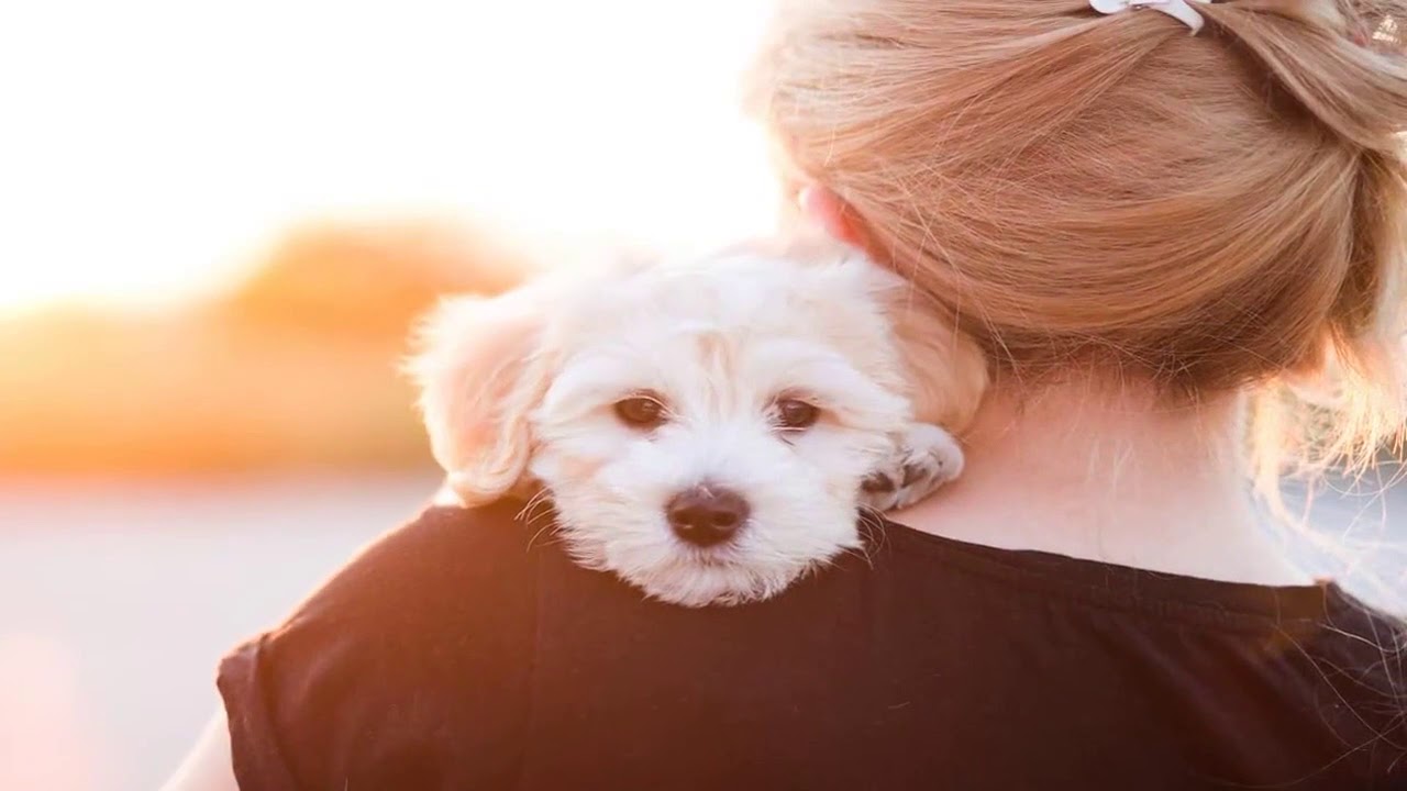 Why July 5 Is One of the Most Dangerous Days for Dogs YouTube