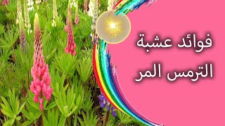 هل تعلم ما هى فوائد عشبة الترمس المر ؟