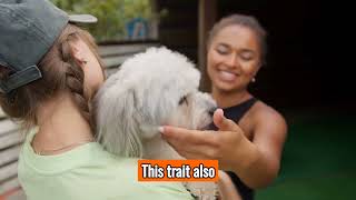 The Maltese - Top Personality Traits, Characteristics And Facts by 101DogFacts 32 views 6 months ago 2 minutes, 22 seconds