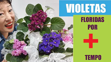 O que fazer para ter Violetas sempre floridas?