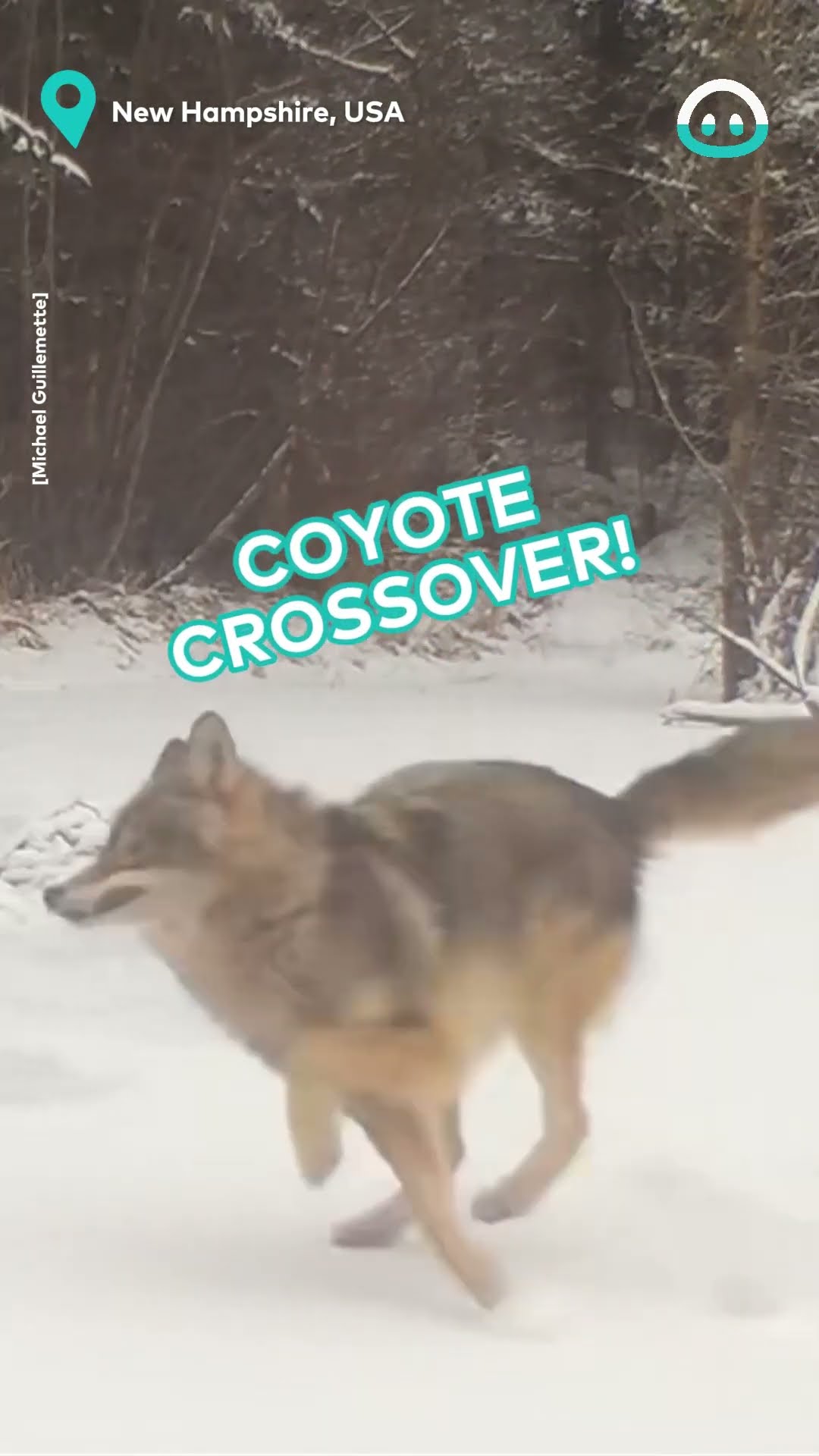 Coyote Gets Zoomies on Trail Cam || ViralHog