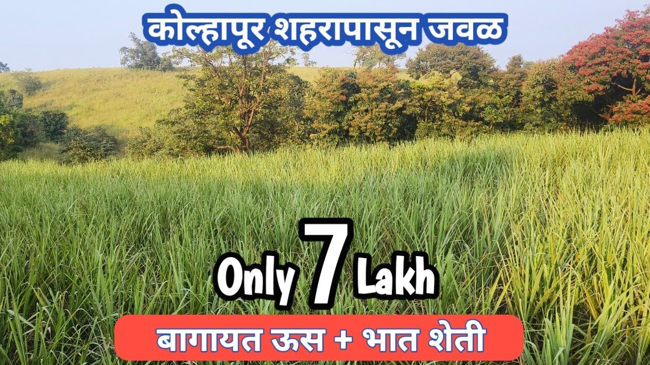 बागायती ऊस शेती ! Farm Land Near Kolhapur ! बागायत शेती विकणे! land sale in Kolhapur