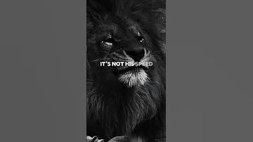 Lion Mentality Motivation Lion Quotes Advice Mentality 