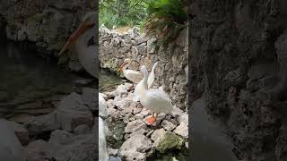 Majestic Migrants: The American White Pelicans