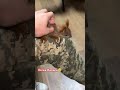 Тепер в наших хлопців є пухнастий друг Василь 📹:nxtrhage
