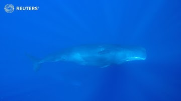 Crypto Weekly: shrimps and whales to the rescue