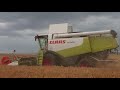 Уборка озимого ячменя Claas Lexion 580