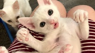 Kitten Belly Tickles