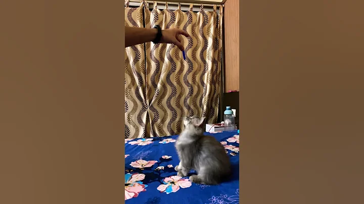 Watch the video about The Perfect Jump 😉 #kitten #persian #persiancat #jerry #animals