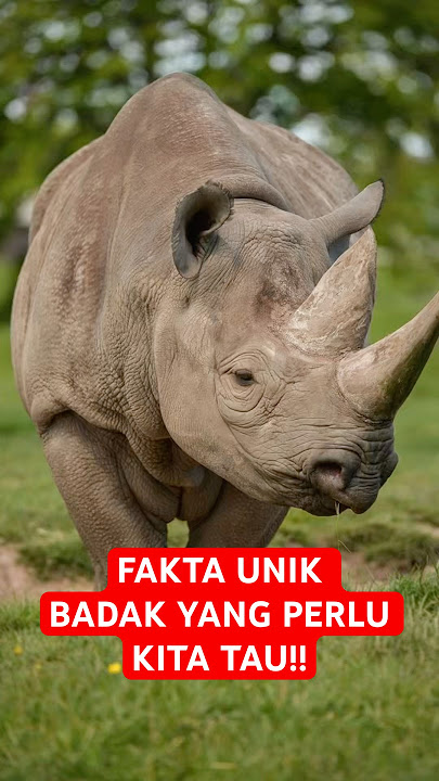 FAKTA UNIK BADAK YANG HARUS KITA TAU!! #badak #satwaliar