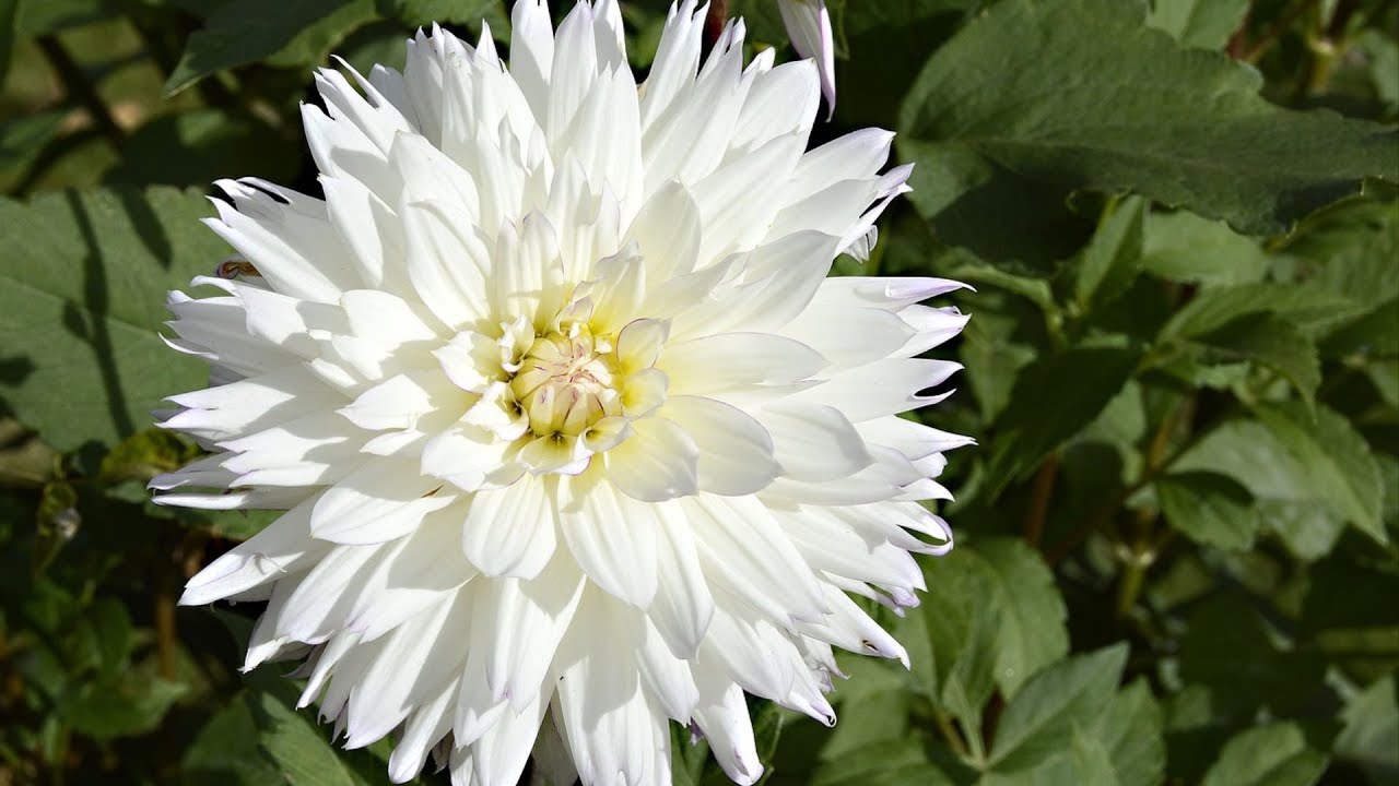 Beautiful White Flowers 💮 - YouTube