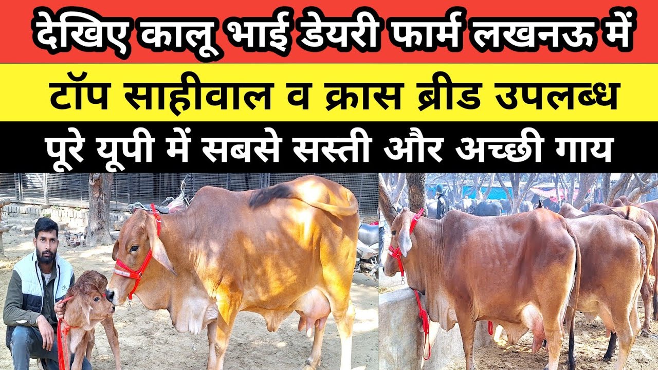 देखिए कालू भाई डेयरी फार्म पर टॉप साहीवाल और क्रास ब्रीड उपलब्ध || kalu bhai dairy | lucknow cow