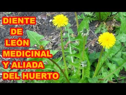 las hojas de diente de leon son comestibles