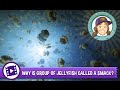 Animal Jam - Ask Tierney: Why is a group of jellyfish called a smack?