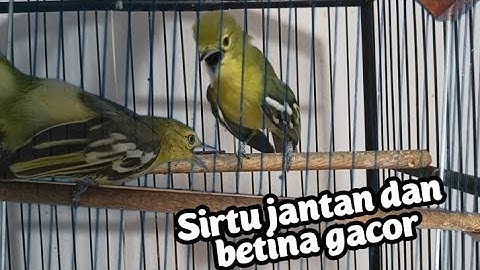 Sirtu jantan dan Betina gacor saling bersahutan untuk mendongkrak birahi sirtu malas bunyi/macet
