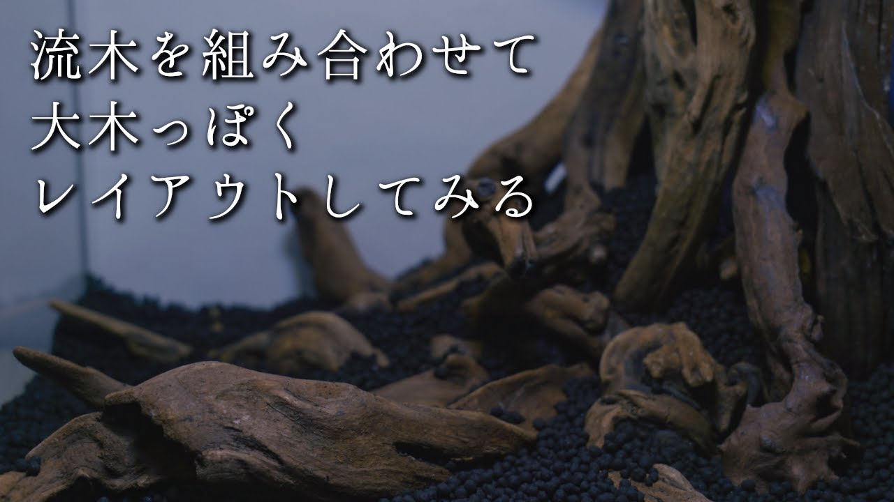 流木を組み合わせて大木っぽくレイアウトしてみる【水槽レイアウトの