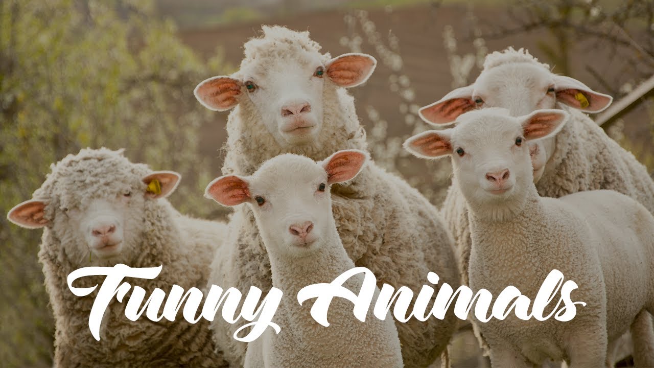 cute cats for sale Best compilation of wild animals ever!