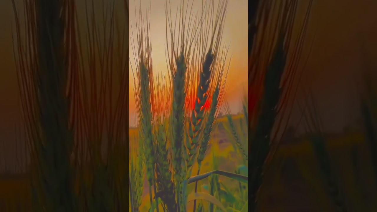 wheat field 🌾sunset view with Hindi song ✨🤍 