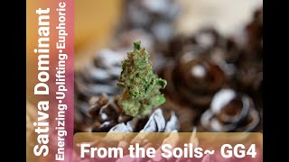 "The 2BB" First look at GG4 by From the Soil