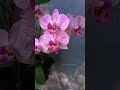 ഓർക്കിഡ് നിറയെ പൂക്കാൻ ഈ ഒരു വിദ്യ മതി! shorts #orchid