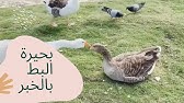 بحيرة البط كورنيش الخبر