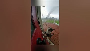 Cat caught in tornado 😱 #ai #sora #shorts #fypシ #foryou #viral #trending #viralshort
