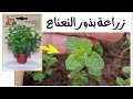 زراعة النعناع من البذرة اسهل طريقة