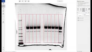 How to Automatically Calculate RF Values for Western Blot/SDS-PAGE Gel Bands in Phoretix 1D screenshot 2