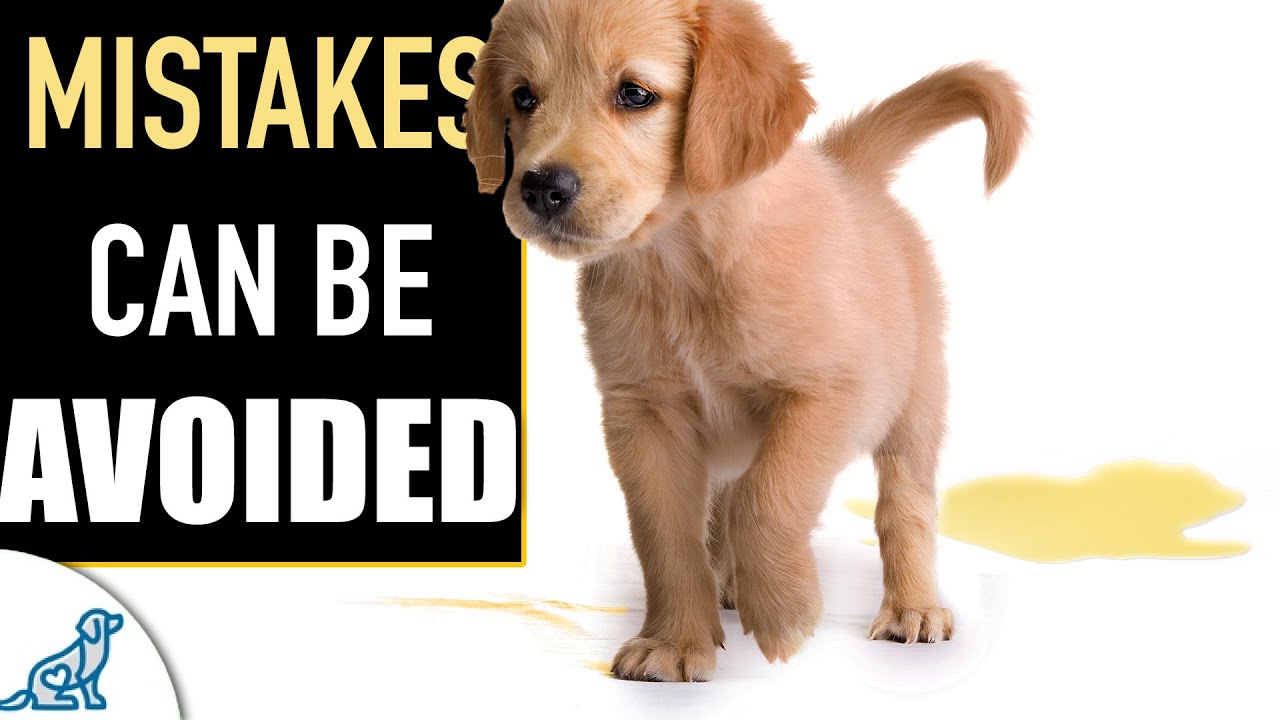 The Biggest Mistake New Puppy Owners Make - https://youtu.be/OJaT_3RB3LU

Tips For New Puppy Owners - https://www.youtube.com/playlist?list=PL7BBgLulhernifkOA1gOMGY3rLIQPNsWa

Get personalized help with your puppy training that's specific to YOU and YOUR puppy!: https://www.McCannDogs.Link/PuppyEssentials

Are you looking for a more personalized training plan for your dog? We now have a Life Skills program for dogs over 5 months old. The Life Skills program is fully supported by a McCann Dogs trainer for YOU. Check out: https://mccanndogs.link/LifeSkills

*Visit Our Store And See The Dog Products We Love:* https://www.McCannDogs.store

Don't Forget To Subscribe: https://goo.gl/g6O345

If you're looking for some music to help your dog settle, THIS is it: https://www.youtube.com/channel/UC4-GkhTRsl3ZgMZtKqYYi3Q 

Become a HeartDog Supporter by clicking HERE: https://www.youtube.com/channel/UC5QwYlOxcT1higtcJVGzCCg/join

We Also Have A Podcast!

Listen On Apple Podcasts: https://itunes.apple.com/ca/podcast/mccann-professional-dog-trainers/id1302363811?mt=2

Listen on Spotify: https://open.spotify.com/show/2wuGH4PATAsPECOoOuJwDl 

Are you a brand looking to showcase your dog-related product or service?  Email HERE: studio905@mccanndogs.com

Thanks for watching,
Happy Training! ~Ken