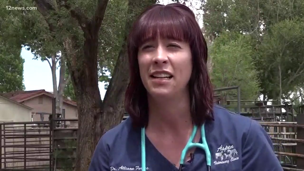 Coconino Humane Association caring for foal found alive among 200 dead