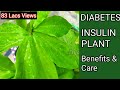 Diabetes Insulin plant|इंसुलिन का पौधा|sugar control plant|medicinal plant|costus igneous plant|Niti