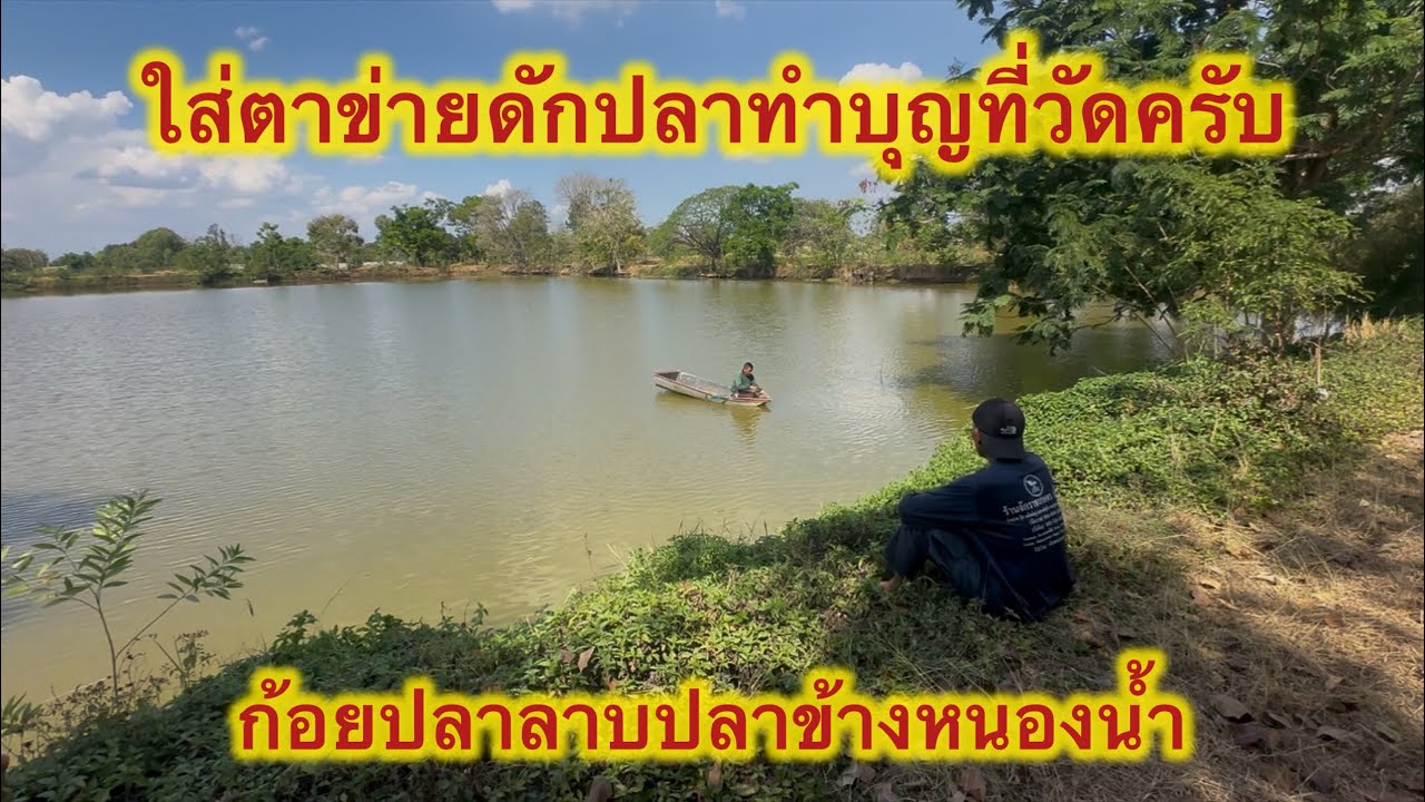ใส่ตาข่ายดักปลาทำบุญที่วัดก้อยปลาข้างหนองนำ้ครับ #แรงงานไทยในเกาหลี  #fishing  #ใส่ตาข่ายดักปลา