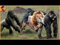 15 gorillas and chimps battling each other and other animals