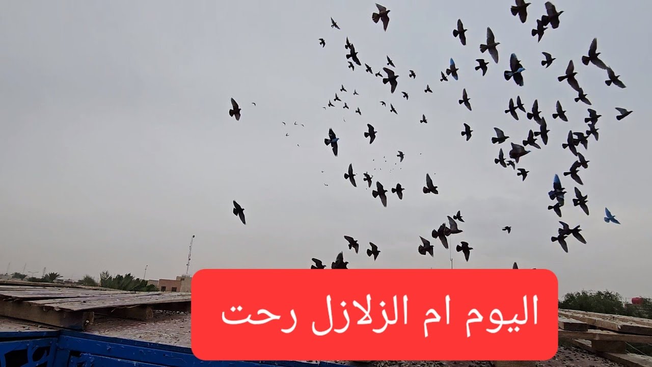 الحلقه 15 يوميات سطح فارس الكربلائي 2 رجعت نقص 2