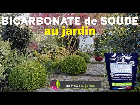 BICARBONATE DE SOUDE, QUELLE UTILITÉ POUR LE JARDIN ? LES CONSEILS PRATIQUES DE PATRICK ET ROLAND hqdefault