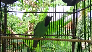 Download Lagu Isian mewah cucak hijau gacor full tembakan emosi||Masteran \u0026 Pancingan MP3